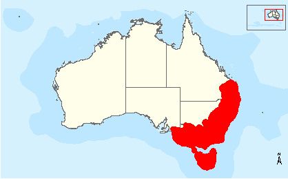 Ovennævnte kort viser Svaleparakittens udbredelsesområde på det australske fastland og på Tasmanien. Imidlertid er chancerne for at se en Svaleparakit i naturen ret små, da populationstætheden, i kraft af de meget få tilbageværende fugle i naturen, er meget lav