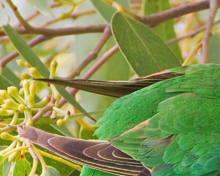 Svaleparakitter (Lathamus discolor) drikker nektar fra Eukalyptus-blomster ved hjælp af deres særlige tunge, der har små knopper (”pensler”) på tungens overflade, som hjælper med til at holde på nektaren. Svaleparakitten begraver sit næb i blomsterne, og hiver nektaren op med sin tunge, som kan formes til en ”kop” (ligesom når et menneske lukker sin hånd sammen og fylder den med vand)