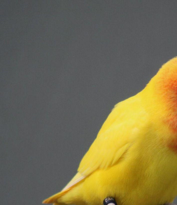 Her ses en netop (eftersommeren 2011) udfløjet unge af Lutino-formen af Agapornis lilianae. Den er - som en undtagelse hos mig - faldet efter 2 Lutino-fugle fra 2 forskellige udenlandske opdrættere. Efter ca. 2 års forløb har det nemlig ikke været muligt at sammenparre disse fugle hverken med naturfarvede (Grønne) fugle eller med splitfugle (Grøn/Lutino), hvad jeg ellers altid bestræber mig på. Efter første fældning bliver ansigtsmasken mere intensivt farvet og samtidig skarpere afgrænset