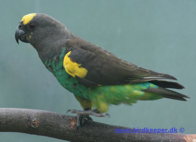 Meyers Papegøje (Poicephalus meyeri) er den i fangenskab mest udbredte Poicephalus-art efter Senegal papegøjen (Poicephalus senegalus). I kraft af sit enorme udbredelsesområde i Afrika repræsenterer denne art en stor artsvarians, der bl.a. giver sig udslag i forskellig udbredelse af de gule områder i fjerdragten samt forskellige farvenuancer. Den meget varierede udbredelse af de gule områder i fjerdragten skal ikke forveksles med, at der tillige findes forskellige underarter, hvoraf nogle intet – eller næsten intet - gult har i fjerdragten. De eksemplarer, som har de største og mest klare gule områder i fjerdragten, er de mest efterspurgte blandt fugleholdere, hvilket vel ikke kan undre, men de synes at blive efterspurgt ukritisk uden hensyntagen til spørgsmålet om underart. I lande som Tyskland og Holland går man også på dette område meget mere professionelt op i disse ting end i Danmark, og her holder man de enkelte former adskilt fra hinanden. I øvrigt er det generelt min erfaring, at jo ældre fuglene bliver, jo større kan de gule fjerpartier blive samtidig med, at farverne bliver dybere