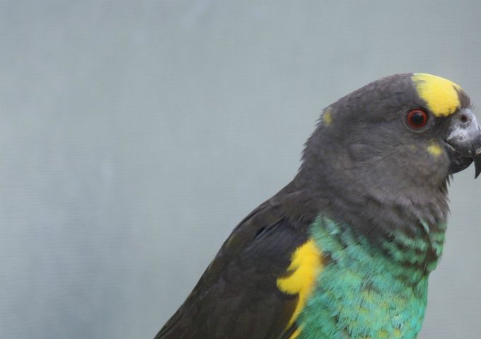 På dette foto ses et par (1,1) Meyers Papegøje (Poicephalus meyeri), hvoraf det tydeligt fremgår, at det er svært – eller rettere sagt umuligt – at se forskel på kønnene. Derfor DNA-tester man disse fugle nu om dage. Alligevel kan visse erfarne fugleholdere observere nogle sekundære kønsforskelle hos denne art, og en af disse forskelle er bl.a., at hannens baghoved er mere kantet, hvorimod hunnens kortere og mere afrundet. Af billedet ses derfor, at det er hannen til venstre