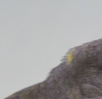 Meyers Papegøjen (Poicephalus meyeri) har en adfærd, som minder om den, som man kan observere hos de større papegøjearter, hvilket bl.a. ses på den måde, hvorpå de bevæger sig henad en siddepind, eller når de sidder og indtager et større foderemne, der holdes i dens ene fod under fødeindtagelsen, hvilket både virker morsomt og samtidig må tolkes som et udtryk for en ikke ubetydelig intelligens