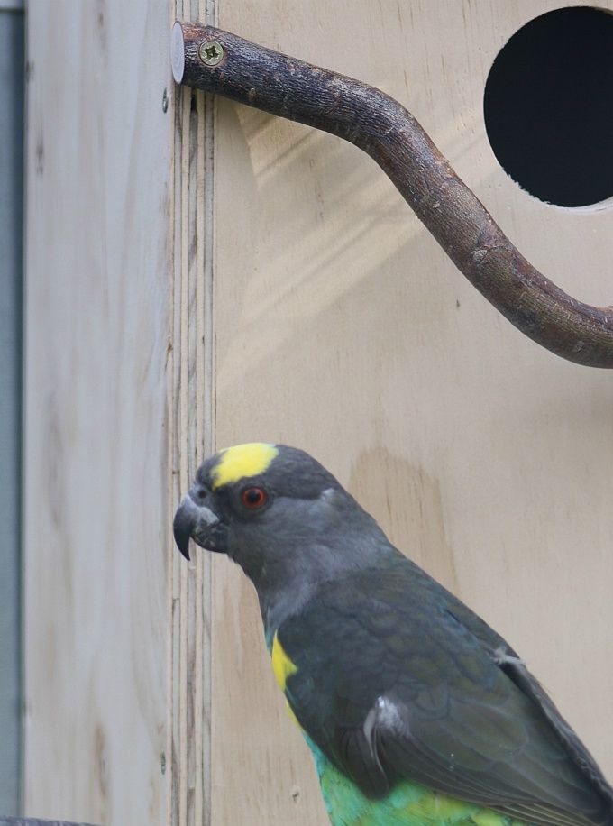 Desværre er det ikke ualmindeligt at se eksemplarer af Meyers Papegøjen (Poicephalus meyeri), som er plukkede i fjerdragten, hvilket der kan være forskellige årsager til. Ofte kan dette opstå hos fuglene i yngleperioden. Man skal ikke lade sig ”lokke” til at købe den slags fugle, da man ofte intet kan stille op med dette problem