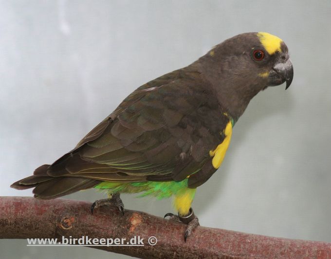 Hvis man gerne vil holde papegøjer af en vis størrelse i udendørsvoliere i et tætbebygget parcelhusområde, så kan Meyers Papegøje (Poicephalus meyeri) være et godt bud en velegnet fugleart, da dens stemme på ingen måde er ubehagelig, men er en form for blød og nærmest melodisk skræppen