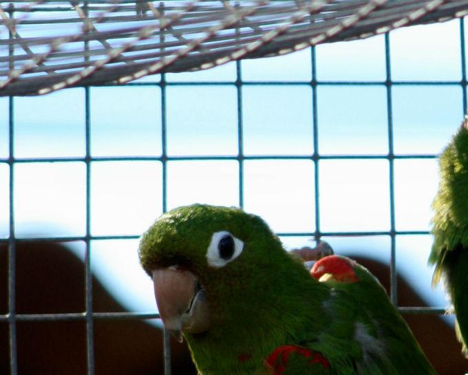 Psittacara chloropterus chloropterus (tidligere Aratinga chloroptera chloroptera) – Grønvinget Kilehaleparakit