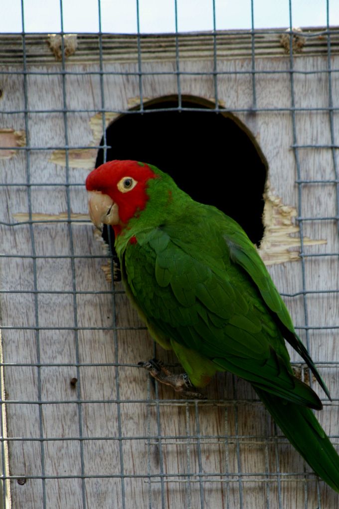 Psittacara erythrogenys (tidligere Aratinga erythrogenys) – på dansk Rødhovedet Kilehaleparakit
