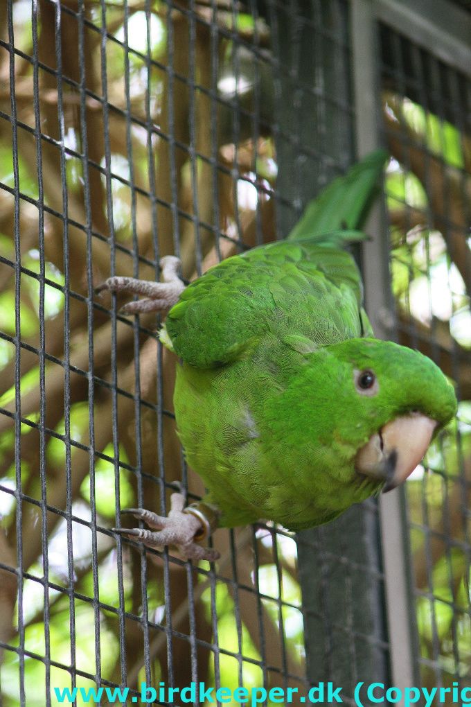 Psittacara holochlorus holochlorus (tidligere Aratinga holochlora holochlora) – på dansk Mexikansk Kilehaleparakit (Guatemala Parakit)