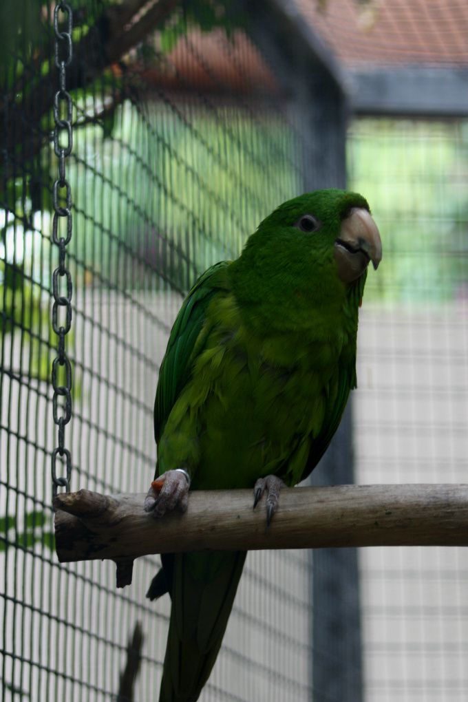 Psittacara holochlorus holochlorus (tidligere Aratinga holochlora holochlora) – på dansk Mexikansk Kilehaleparakit (Guatemala Parakit)