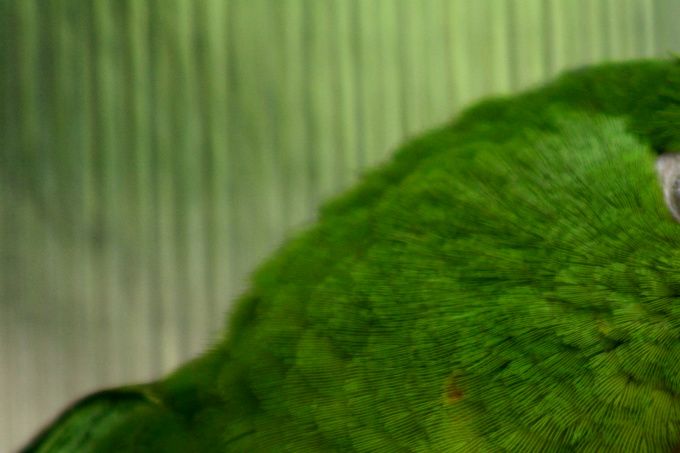 Psittacara holochlorus holochlorus (tidligere Aratinga holochlora holochlora) – på dansk Mexikansk Kilehaleparakit (Guatemala Parakit)