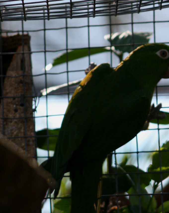 Psittacara leucophthalmus leucophthalmus (tidligere Aratinga leucopthalma leucopthalma) – på dansk Pavua Kilehaleparakit (Guiana Kilehaleparakit)