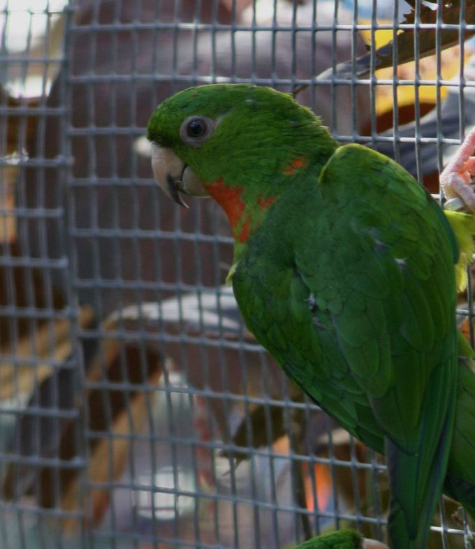 Psittacara holochlorus rubritorquis (tidligere Aratinga holochlora rubritorquis) – på dansk Rødstrubet Kilehaleparakit