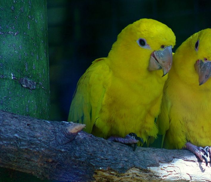 Guldparakitter (Guaruba guarouba)