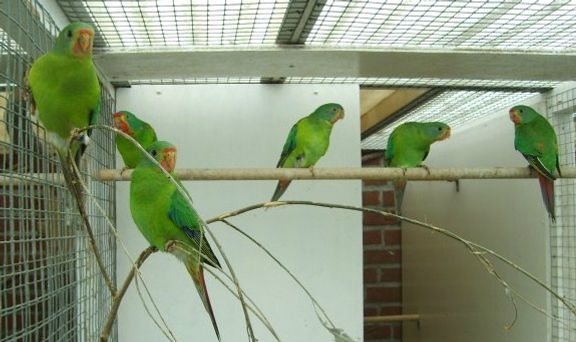 Som følge af Svaleparakittens (Lathamus discolor) meget fredelige væsen kan den både holdes sammen med artsfæller og mindre fuglearter som eksempelvis Risfugle (Padda oryzeva) eller andre mindre australske parakitter som f.eks. Græsparakitter (Neophema). Selv ikke i yngletiden udviser denne art aggressivitet. Her et par med sine unger