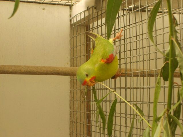 Svaleparakitten (Lathamus discolor) er opstået i flere forskellige farvemutationer, her ses en Misty, som bl.a. kan ses flere steder i Holland og Belgien. Den første farvemutation blandt Svaleparakitter var dilute (gul) og siges at være opstået i Tyskland