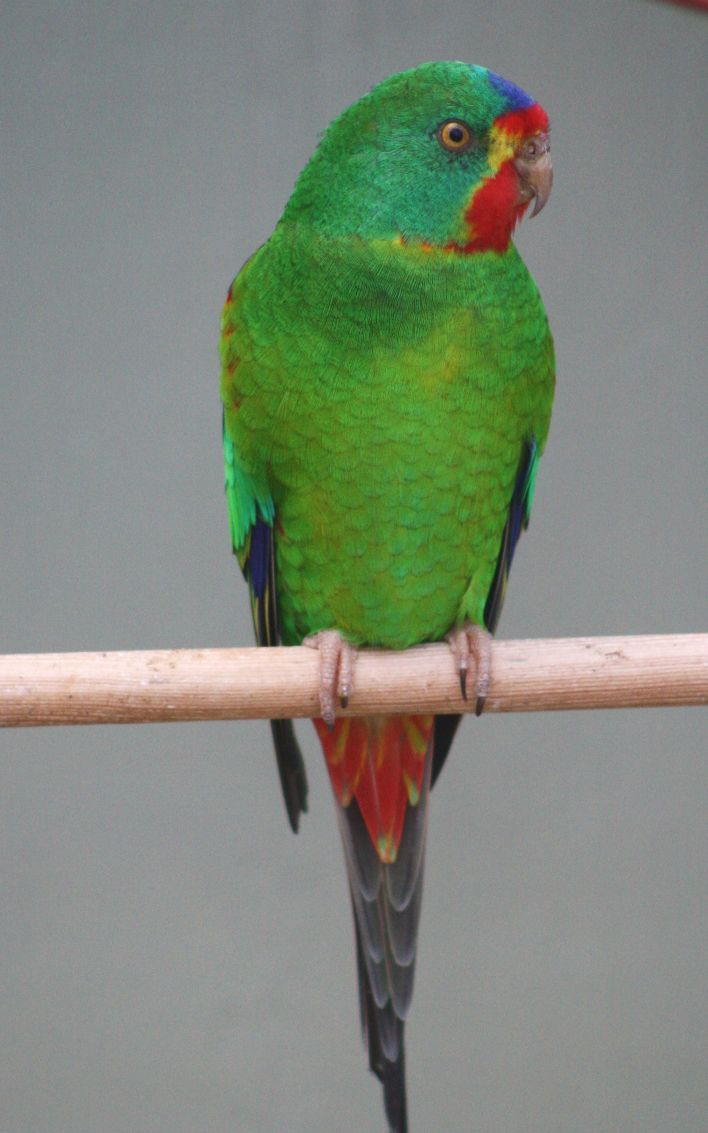 En flot gennemfarvet Svaleparakit (Lathamus discolor) i topkondition er et herligt og smukt syn, og det er fuldt forståeligt, at denne art over de seneste mange år har opnået så stor en udbredelse blandt europæiske fugleholdere. Selv om Australien er hjemsted for nogle af verdens smukkeste og mest farvestrålende papegøjearter, så har landets postvæsen ikke – som andre landes - været ”fremme i skoene” og ladet disse fugle illustrere på frimærker. Derfor må vi i denne artikel udelukkende ”nøjes” med fotos af denne art