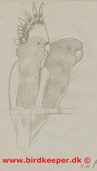 Inka Kakadue (Cacatua leadbeateri leadbeateri) 1,1 - blyantsskitse af Jørgen Petersen fra april 1977