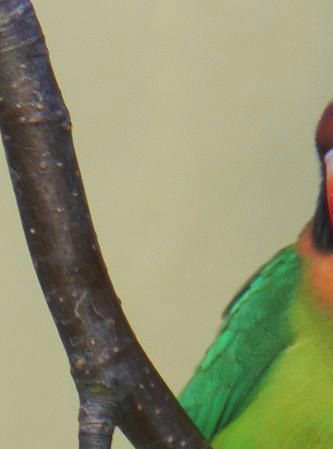1,1 Sodbrunhovedet dværgpapegøje (Agapornis nigrigenis)