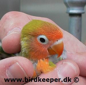 En ca. 20 dage gammel unge af Jordbærhovedet dværgpapegøje (Agapornis lilianae). Bemærk de klare farver i ansigtsmasken uden mørke partier (skygger)