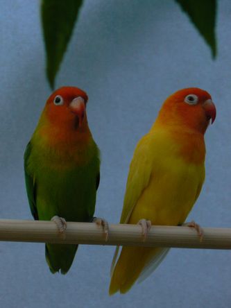 Den artsrene Lutino mutation af Jordbærhovedet dværgpapegøje er tilbage i Danmark (Agapornis lilianae). 
Fotoet viser en 1,0 snart kønsmoden mutationsfugl (lutino) efter tysk champion, importeret i sommeren 2009 samt en 0,1 splitfugl (ligeledes importfugl). Disse mutationsfugle, herunder splitfugle, holdes fysisk adskilt fra stammen af ikke-mutationsfugle, så der opereres med to forskellige avlsstammer