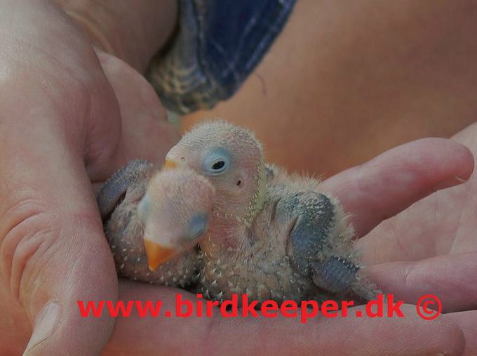 Ca. 10 dage gamle unger af Jordbærhovedet dværgpapegøje (Agapornis lilianae)