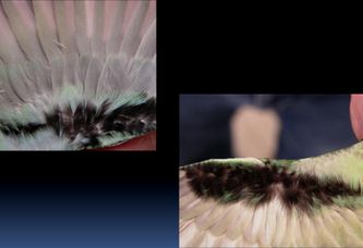 Her ses forskellen på undervingedækfjerene tydeligt mellem nominatformens sorte og grønne fjerfarver (til højre) og underartens sorte og blåliggrønne fjer (til venstre)