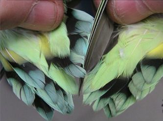 Også på undersiden af halefjerene ser man forskellen tydeligt mellem nominatformens ”varme” grønne farve (til højre) og underartens ”kolde” blålige fjer (til venstre)