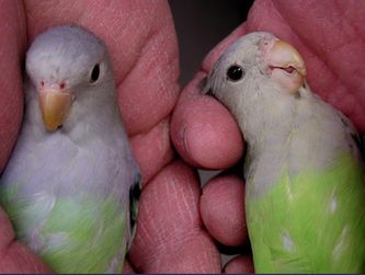 På disse to unge hanfugle ses den markante forskel mellem nominatformens lyse grå hovedfarve med gulligt anstrøg samt ”varme” grønne kropsfarve (til højre) og underartens rene grå hovedfarve med blåligt anstrøg, ligesom også den grønne kropsfarve tydeligt viser en blågrøn tone (til venstre)