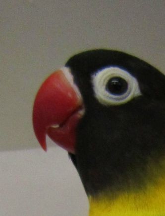 0,1 Sorthovedet dværgpapegøje (Agapornis personatus). Der er tale om en avlshun af typen med ren gul farve på struben (kroen)