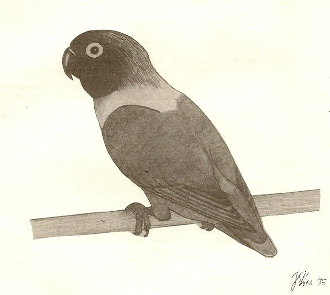 Sorthovedet dværgpapegøje (Agapornis personatus). Blyantstegning af Jørgen Petersen