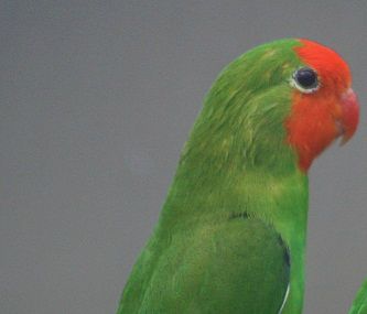 Den Orangehovedet dværgpapegøje (Agapornis p. pullarius) er meget sjælden at finde under beskyttede forhold, men får man mulighed for at anskaffe sig nogle eksemplarer af denne art, så bliver man bjergtaget af dens imponerende smukke og intensivt farvet fjerdragt samt - ikke mindst - dens melodiske stemme og sjove, livlige væsen. På fotoet er det hannen til venstre og hunnen til højre