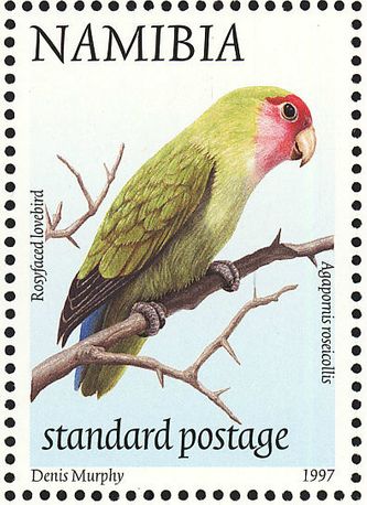 Den Rosenhovedet dværgpapegøje (Agapornis r. roseicollis) er den dværgpapegøjeart, der er afbilledet på flest frimærker i verden. Frimærkerne er udgivet af mange forskellige lande i verden. Her vises et yderst vellignende motiv af fuglen på et frimærke fra 1997, som kommer fra et af dens hjemlande, Namibia