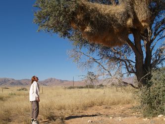 Her ses et eksempel på et stort redekompleks bygget af Republikaner Væveren (Philetairus socius) på den afrikanske savanne et sted i Namibia. Det er her, at den Rosenhovedet dværgpapegøje (Agapornis r. roseicollis) foretrækker at ”indlogere” sig og bygge sin rede, hvis ikke den blot overtager den eksisterende Væverfugle-rede