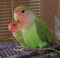 Ungfugle af Rosenhovedet dværgpapegøje (Agapornis r. roseicollis) under udfarvning. I en alder af ca. 4 måneder toner ansigtsmaskens rosa farve klart frem, og denne udvikling synes at gå hurtigere hos hannerne. Efter den første fældning ligner ungerne forældrene fuldt ud