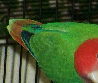 På dette foto ses et eksempel på en Opaline mutation af Rosenhovedet dværgpapegøje (Agapornis r. roseicollis). Folk, der ikke kender til dværgpapegøjer, vil sandsynligvis tro, at det er tale om en helt anden fugl, da det artstypiske særpræg med ansigtsmaskens udbredelse er fuldstændig ændret