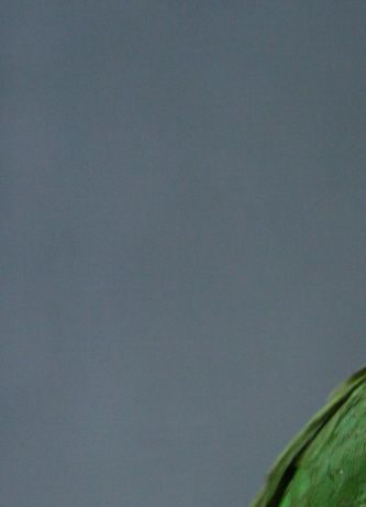 Et foto af en smuk Rosenhovedet dværgpapegøje (Agapornis r. roseicollis), som er en af mine egne vildtfarvede avlsfugle