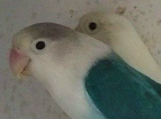 Blå farvemutation af Rødhovedet dværgpapegøje (Agapornis fischeri), bagved ses en sortøjet hvid farvemutation, begge af fransk oprindelse