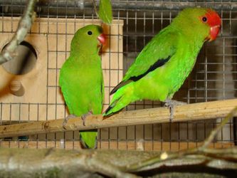 1,1 Taranta dværgpapegøje (hunnen til venstre og hannen til højre), hvor man tydeligt kan se hannens sorte vingefjer, der på engelsk har givet arten betegnelsen Black-winged Lovebird