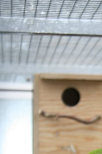Taranta dværgpapegøje (Agapornis taranta), en af mine egne, få uger gamle unger fra 2010, der netop er fløjet af reden