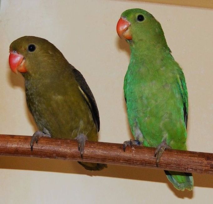 Agapornis taranta. Her ses tydeligt forskellen mellem til venstre den Olivengrønne (DD Grøn) farvemutation (en 1,0 under udfarvning til voksenfjerdragt) og til højre den Mørkegrønne farvemutation (D Grøn) med den i forhold til den vildtfarvede fugl mere ”kolde” grønne farve, der indeholder blålige nuancer
