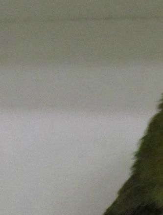 Olivengrøn (DD Grøn) Agapornis taranta (1,0). Her ser man tydeligt en forskel i forhold til den vildtfarvede fugl, idet hele den grønne fjerdragt er erstattet af en ren olivengrøn farve. Bemærk hvor grovkornet fjerdragten fremtræder