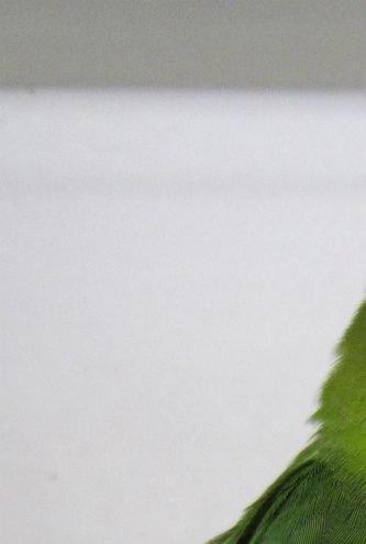 Mørkegrøn (D Grøn) Agapornis taranta (1,0). Generelt set fremtræder fuglen mørkere i hele sin grønne fjerdragt, som ikke changerer i så mange grønne nuancer. Den grønne farve kan virke lidt blålig og dermed mere ”kold” i farvetonen