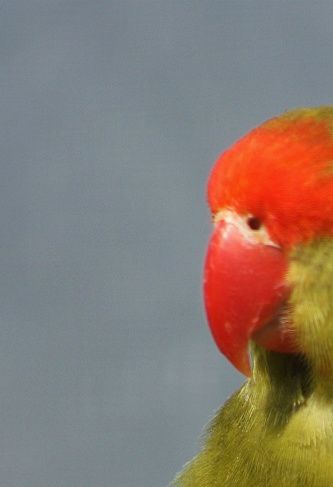 Olivengrøn (DD Grøn) Agapornis taranta (1,0), en af mine egne avlsfugle