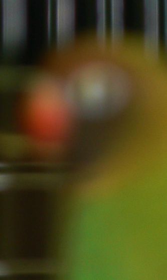 Dette er et eksempel på en ikke artsren Sodbrunhovedet dværgpapegøje (Agapornis nigrigenis) fotograferet på en fugleudstilling i efteråret 2009. Bemærk den blå overgump mellem håndsvingfjerenes spidser (jeg beklager billedets manglende skarphed)