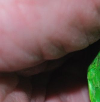 Foto nr. 9 - fugl nr. 5 (B): Foto af overgumpen på en Sodbrunhovedet dværgpapegøje taget af den kendte tyske naturfotograf Eckhard Lietzow med et af hans professionelle digitalkameraer. Fotoet er taget med makroobjektiv og under anvendelse af blitz, og vi ser her en fuldstændig grøn overgump på fuglen. Eckhard Lietzow er af den opfattelse, at Sodbrunhovedede dværgpapegøjer i fangenskab ved betragtning i moderat sollys eller i kunstig belysning (blitz) skal være grøn og ikke må vise nogen former for blot antydning af blålige eller turkise fjertoner