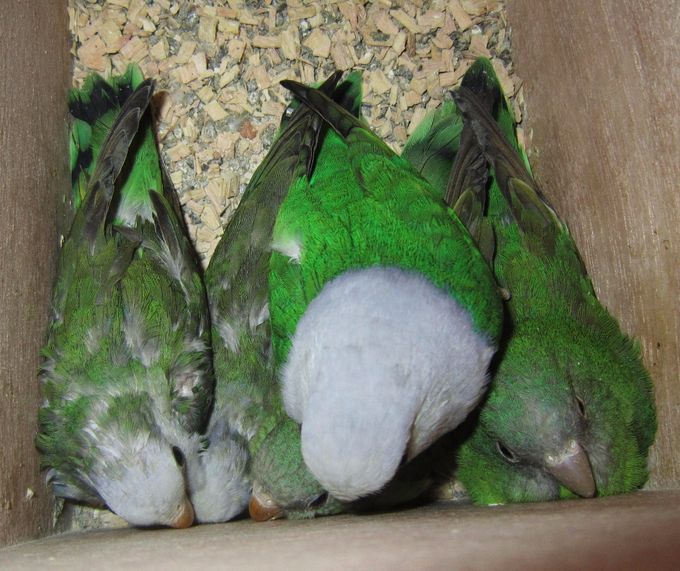 Et kik ned i en anden redekasse med et forældrepar, der har 3 flere uger gamle unger, som snart står for at skulle flyve af reden