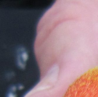 DEC (Yellow) farvemutation af Agapornis lilianae. Jeg blev noget overrasket, da der pludselig optrådte en sådan farvemutation blandt ungerne af de superflotte vildtfarvede forældrefugle, som jeg tidligere har købt hos en førende europæisk opdrætter som vildtfarvede såvel af fænotype som af genotype. På dette foto er fuglen nogle få uger gammel og er taget ud af redekassen i forbindelse med en redekontrol