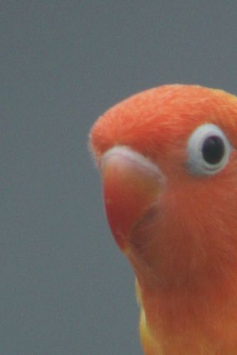 Her ses DEC (Yellow) farvemutationen af Agapornis lilianae lige efter udflyvningen fra redekassen. Fuglen er både vurderet af en førende europæisk opdrætter af Agapornis lilianae og af mutationseksperten Dirk Van den Abeele, og begge hæfter sig ved, at kropsfarven er mere gul end grøn, hvilket bl.a. adskiller den fra Dilute farvemutationen