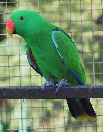 Hanfugl af Riedel’s Ædelpapegøje (Eclectus roratus riedeli), hvor man også finder den brede gule kant på halespidsen, som er særlig tydeligt hos hunfuglen. Derudover bemærkes også den blålig grønne farve i hoved og nakke samt de meget lidt synlige røde flanker på siderne af brystet. Det er en kun ca. 33 cm lang fugl, størrelsesmæssigt svarende til Solomon Ædelpapegøjen (Eclectus roratus solomonensis), men hvor dennes overnæb er meget lyst gulligt, så har Riedel’s Ædelpapegøje-hannens (Eclectus roratus riedeli) overnæb en stærk orange farve