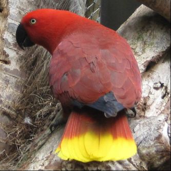 Her ses en hunfugl af Riedel’s Ædelpapegøje (Eclectus roratus riedeli), der er en af kun to underarter, som udelukkende har en rød kropsfjerdragt, og altså hverken har noget blåt, violet eller lavendelfarvet brystbånd. Bemærk det brede gule bånd på halespidsen, som mangler hos den anden underart fra ”den røde gruppe”, Cornelia’s Ædelpapegøje (Eclectus roratus cornelia)
