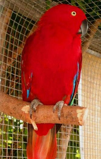 Her ses en 0,1 Cornelia’s Ædelpapegøje (Eclectus roratus cornelia), hvor man som det første bemærker dens helt røde bryst- og bugparti uden nogen former for blå, violette eller lavendelfarvet fjer. Samtidig er hele halen også rød i modsætning til hunnen hos Riedel’s Ædelpapegøje (Eclectus roratus riedeli), hvortil kommer, at den samtidig er en hel del større en Riedel’s Ædelpapegøje (Eclectus roratus riedeli)